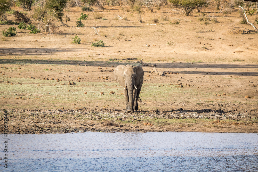 Obraz premium An Elephant walking towards the water.