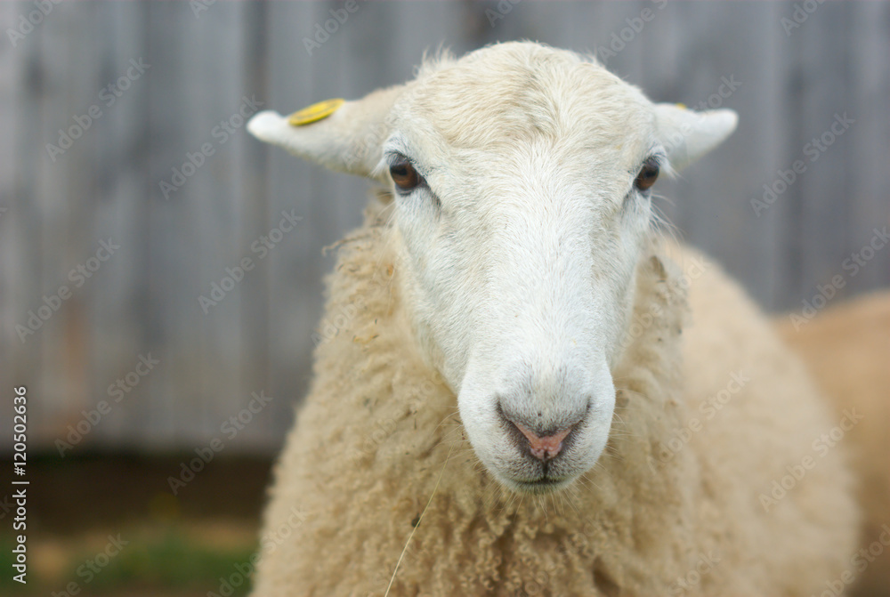 Obraz premium young white sheep at the farm face close up