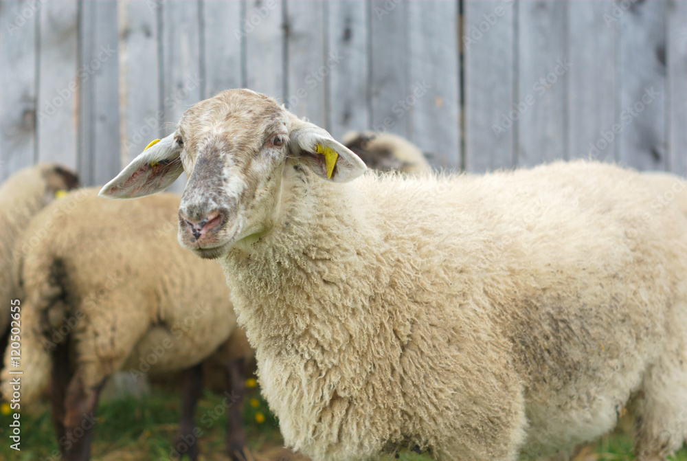 white sheeps with gray head in front of a barn
white sheeps with gray head in front of a barn