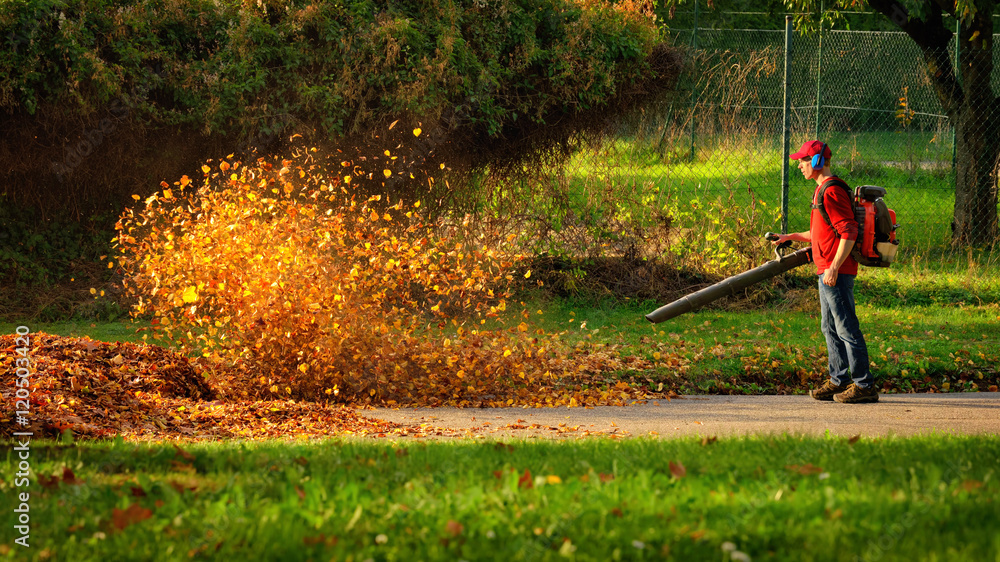 Obraz premium Herbstlaub wird von einem Laubbläser aufgewirbelt und leuchtet im Sonnenlicht 