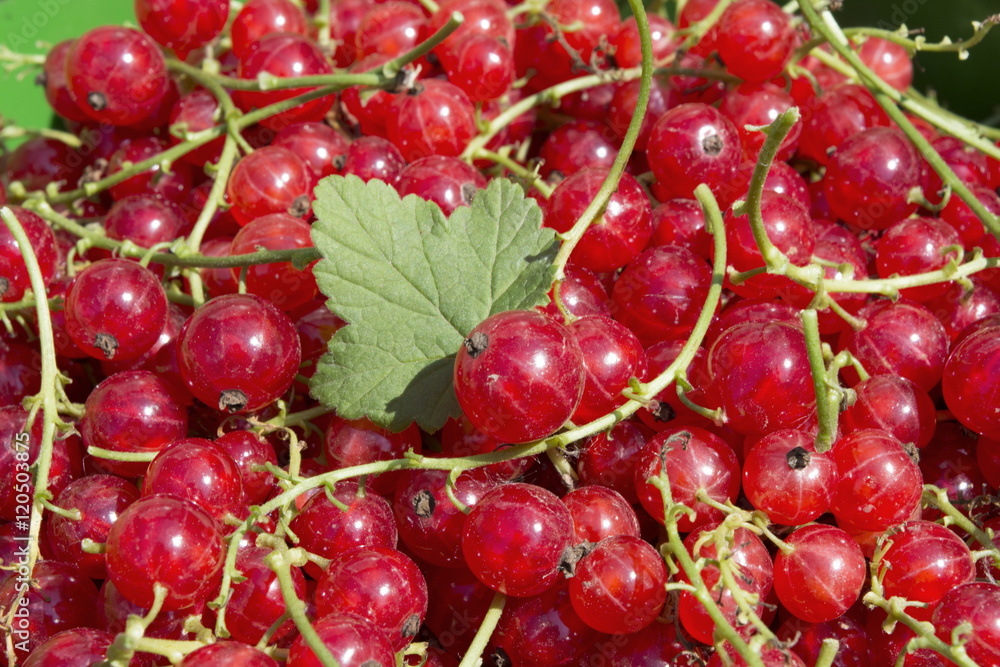 Red currant Red currant