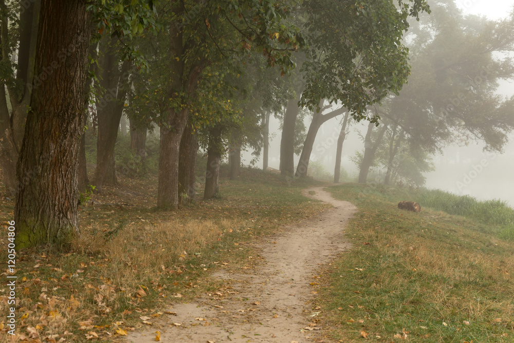 Naklejka premium Foggy park near lake