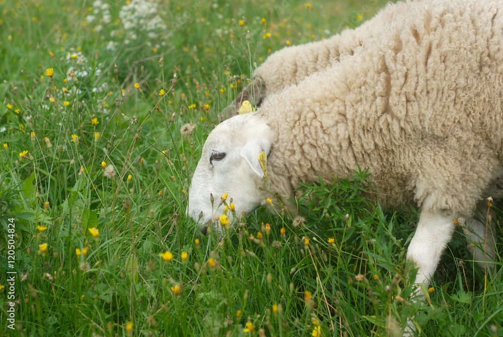 Fototapeta premium sheeps grazing in the meadow 