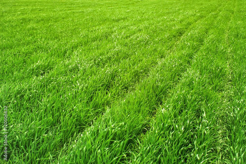 Obraz premium rows of planted grass on the field