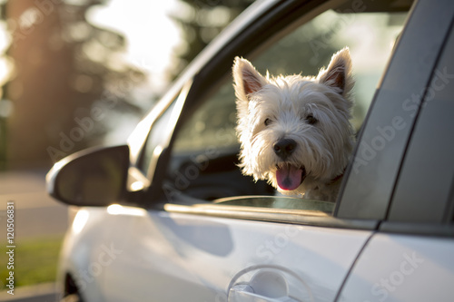 west highland white terrier a very good looking dog