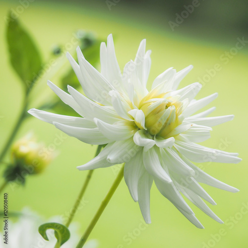 Fotografi Nahaufnahme der weißen Blüte einer Dahlie