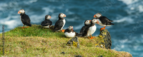 Fotografi Puffin, Heimaey coast, South Iceland