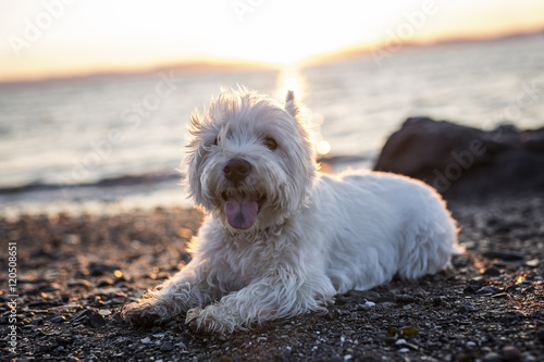 west highland white terrier a very good looking dog © Louis-Photo