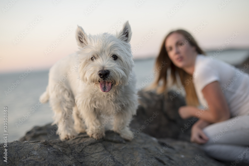 portrait of beautiful girl pretty white West Highland dog portrait of beautiful girl pretty white West Highland dog
