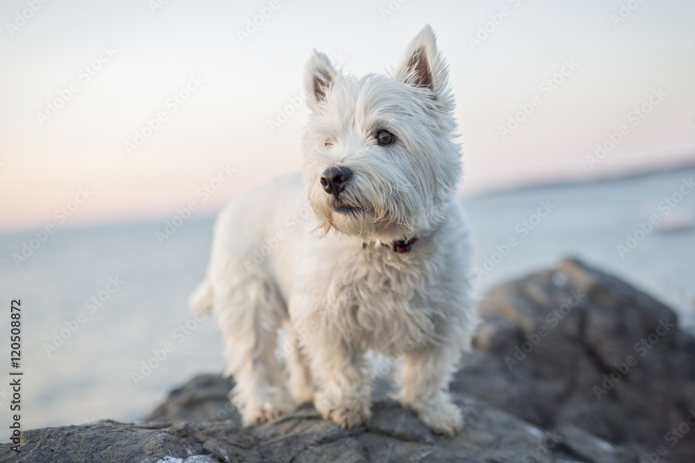 west highland white terrier a very good looking dog - obrazy, fototapety, plakaty 