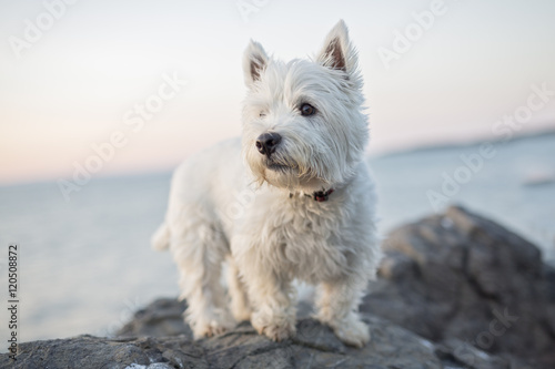 west highland white terrier a very good looking dog photo
