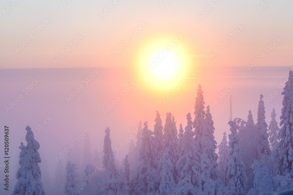 Scenic view of snow covered tree at sunrise Scenic view of snow covered tree at sunrise