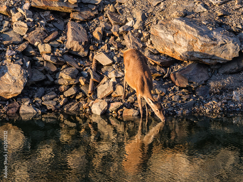 Deer drinking from a river. National Park of Monfragüe. Spain. photo