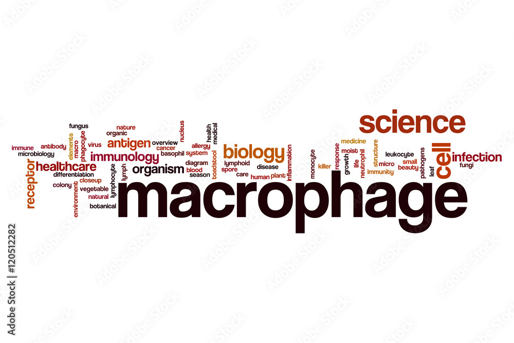 Macrophage word cloud