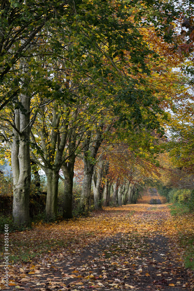 Fototapeta premium Autumn Road Portrait