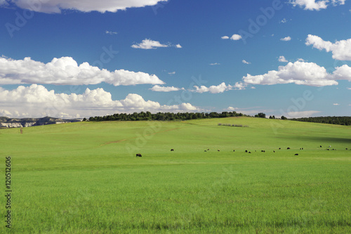 Buffalo roaming