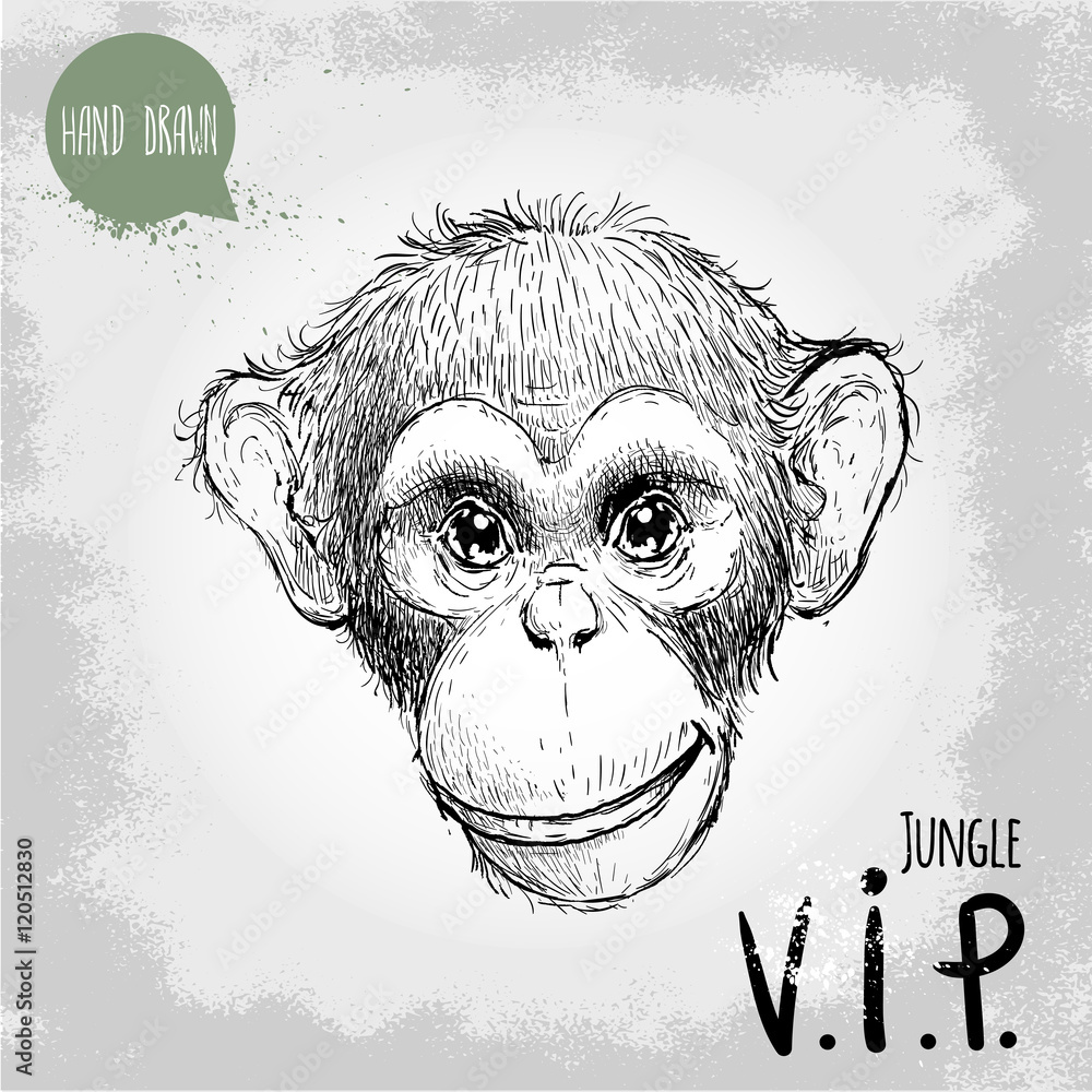 Hand drawn sketch style illustration of monkey face Jungle VIP Very  Important person Chinese zodiac sign Young Chimpanzee Vector  illustration Stock Vector  Adobe Stock
