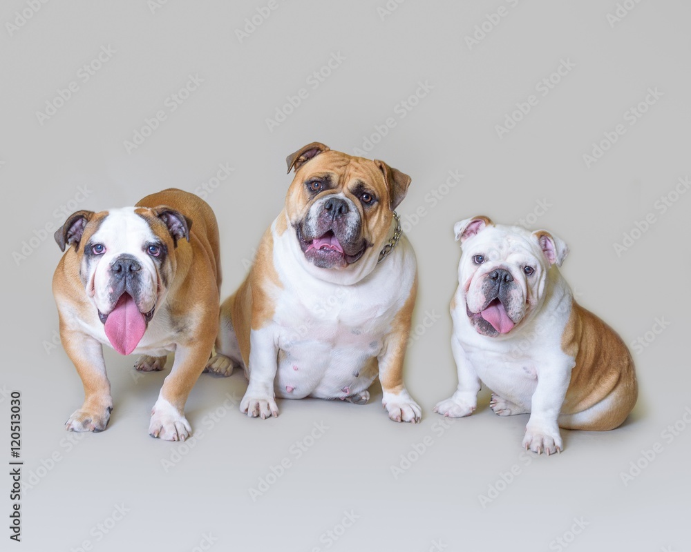 Obraz premium Dog on background. taken in a studio.