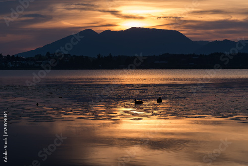 Enten im Wasser beim Sonnenaufgang