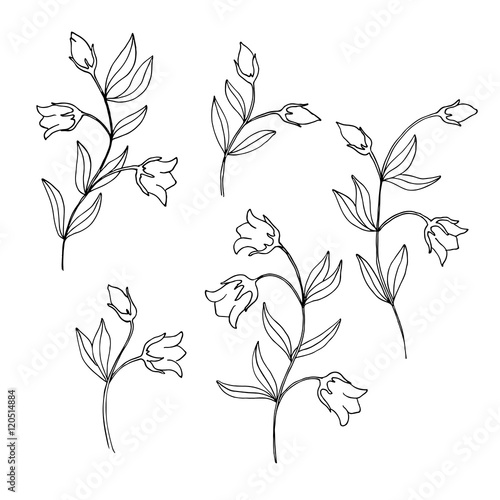 white black contour decorative bell flowers photo