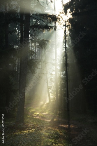 the rays of the sun piercing through the forest
