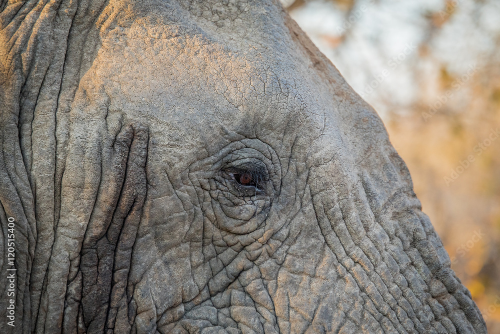 Close up of the eye of an Elephant. Close up of the eye of an Elephant.
