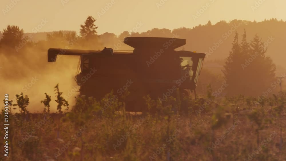 Combine tractor in field harvesting at sunset Combine tractor in field harvesting at sunset