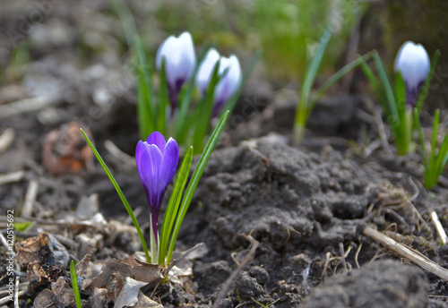 April crocuses in the Moscow region.