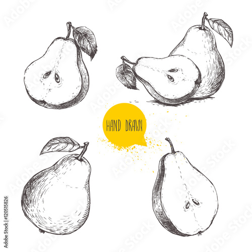 Fotografie, Obraz Set of hand drawn sketch style pears