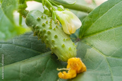 Принти на полотні Decorative vegetable