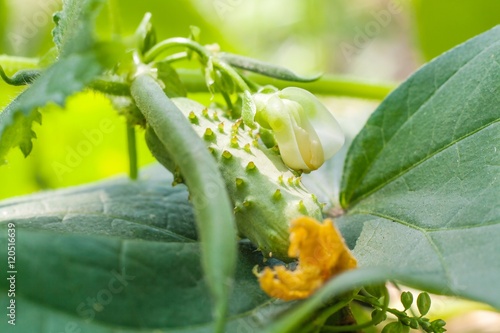 Canvastavla Decorative vegetable