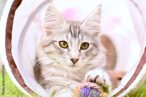 Norwegian Forest Cat Kitten Playing with Yarn Ball