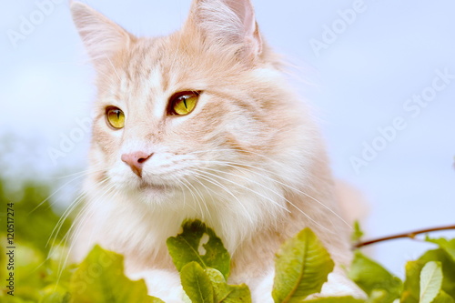 Fototapeta Naklejka Na Ścianę i Meble -  Norwegian Forest Cat Sunbathing on Bush