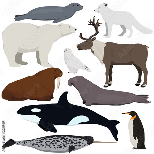 Set of cartoon arctic and antarctic animals. Vector illustration of polar bear  seal  arctic fox  penguin  killer whale  snowy owl  elephant seal  walrus  reindeer  narwhal.