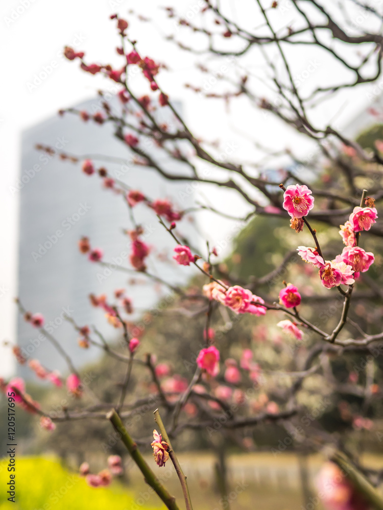 First blossoms of the season in Tokyo First blossoms of the season in Tokyo