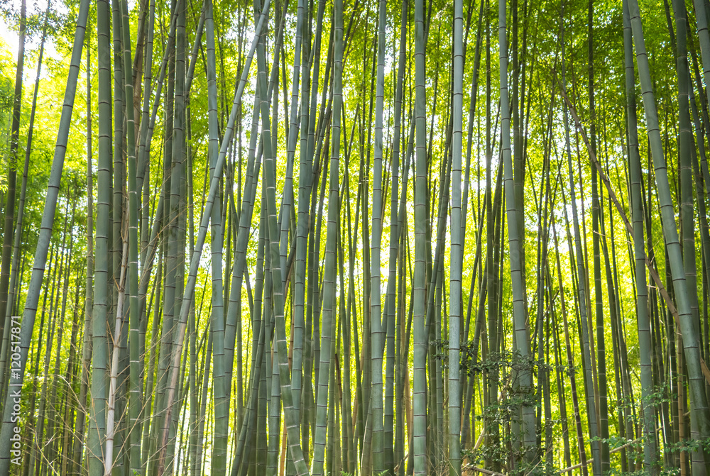 The bamboo forest