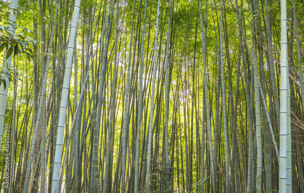 Fototapeta premium A bamboo forest