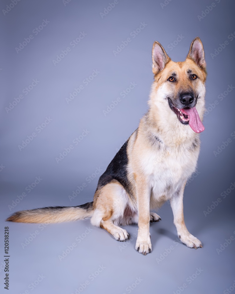 Dog on background. taken in a studio. Dog on background. taken in a studio.