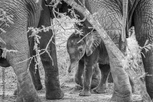 Fototapet Black and white picture of a baby Elephant in between the legs of his mother