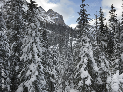 Snow covered trees with mountains in winter, Lake Louise, Banff
