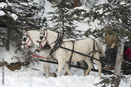 Fototapeta Naklejka Na Ścianę i Meble -  Horse drawn sleigh, Lake Louise, Banff National Park, Alberta, C