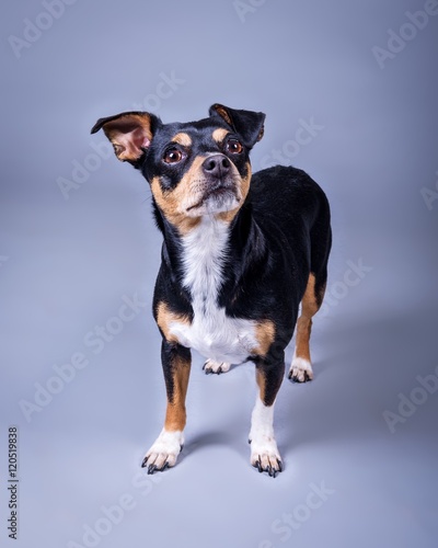 Dog on background. taken in a studio. © mgstock