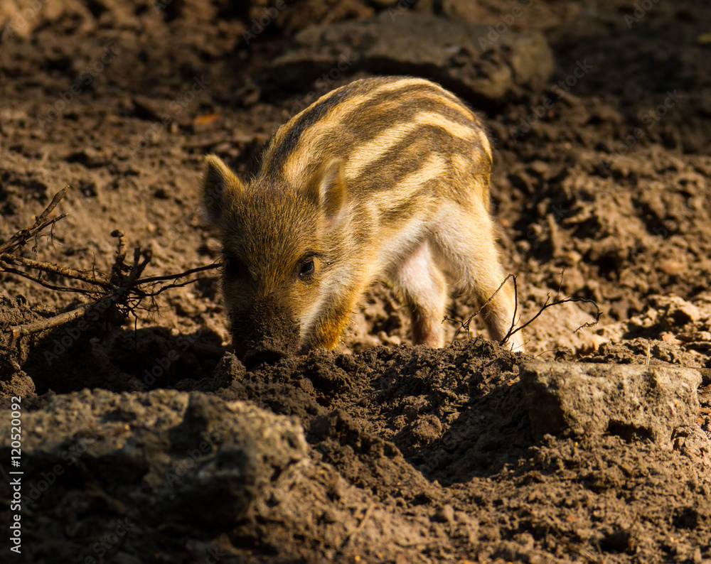 Wildschwein(Frischling) im Tegeler Forst in Berlin