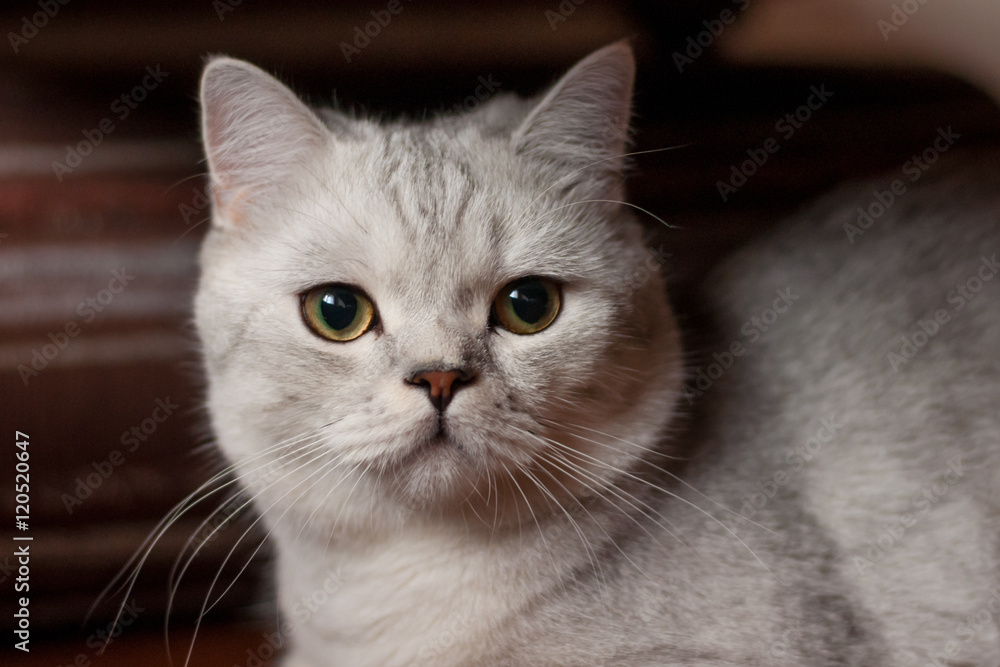 Cat British Shorthair breed Cat British Shorthair breed