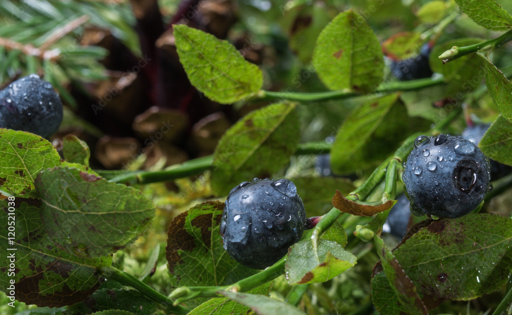 Blueberries with water drops after rain Blueberries with water drops after rain
