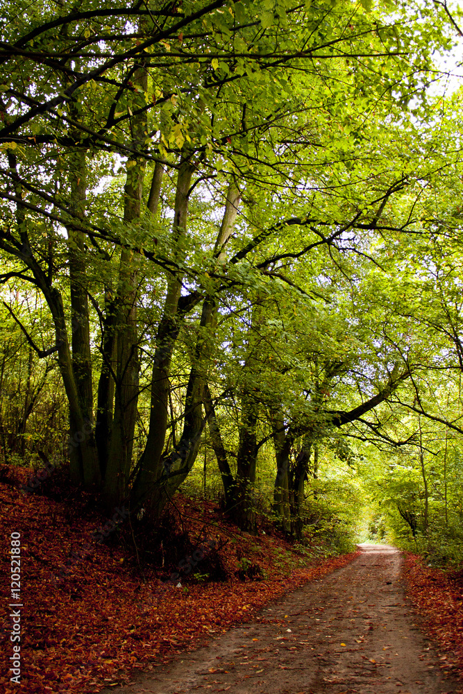 Naklejka premium leśna droga