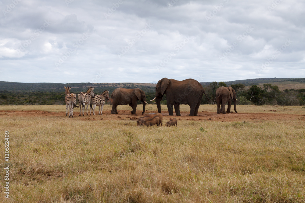 Obraz premium African Bush Elephant Taking over the water hole