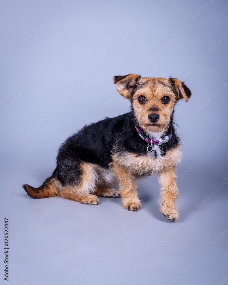Dog on background. taken in a studio. Dog on background. taken in a studio.