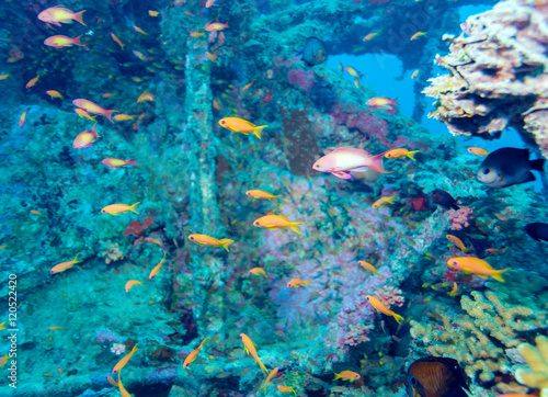 School of Fish near Coral Reef, Maldives