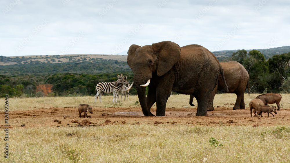 Fototapeta premium My water again African Bush Elephant